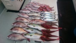 エムズジャーク（M’s JERK） 釣果