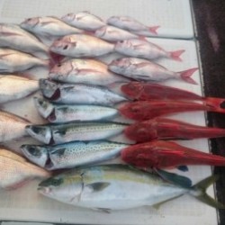 エムズジャーク（M’s JERK） 釣果