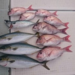 エムズジャーク（M’s JERK） 釣果