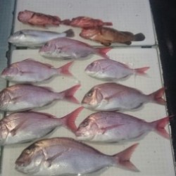 エムズジャーク（M’s JERK） 釣果