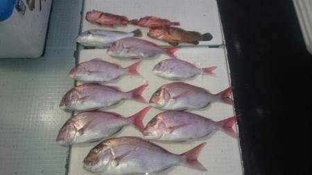 エムズジャーク（M’s JERK） 釣果