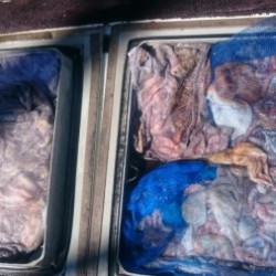 エムズジャーク（M’s JERK） 釣果