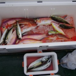 Big One　ビッグワン 釣果