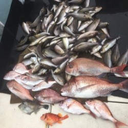 第八 源洋丸 釣果