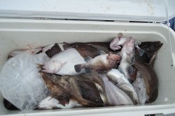 ワープゾーン 釣果