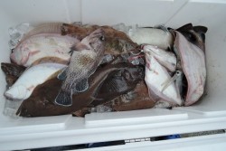 ワープゾーン 釣果