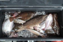 ワープゾーン 釣果