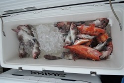 ワープゾーン 釣果