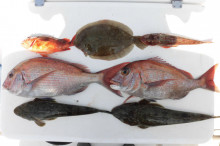 ＪＤＩ　Ｒａｃｉｎｇ　シールズマリンレジャ…