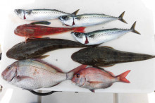 ＪＤＩ　Ｒａｃｉｎｇ　シールズマリンレジャ…