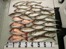 オーシャンスター(Ocean Star) …