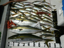 オーシャンスター(Ocean Star) …