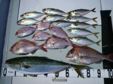 オーシャンスター(Ocean Star) …