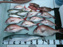 オーシャンスター(Ocean Star) …