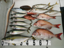 オーシャンスター(Ocean Star) …