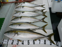 オーシャンスター(Ocean Star) …