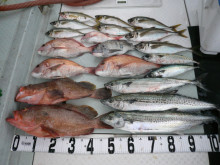 オーシャンスター(Ocean Star) 釣果