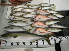 オーシャンスター(Ocean Star) …