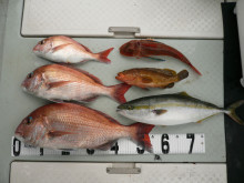 オーシャンスター(Ocean Star) …