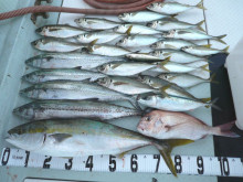 オーシャンスター(Ocean Star) …