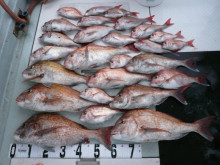 オーシャンスター(Ocean Star) …