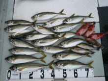 オーシャンスター(Ocean Star) 釣果