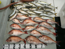 オーシャンスター(Ocean Star) …