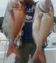 ＪＤＩ　Ｒａｃｉｎｇ　シールズマリンレジャー 釣果