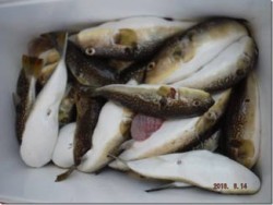 からこと丸 釣果