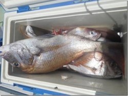 からこと丸 釣果