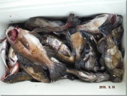 からこと丸 釣果