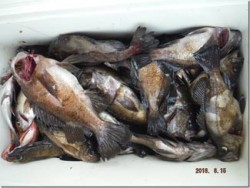 からこと丸 釣果