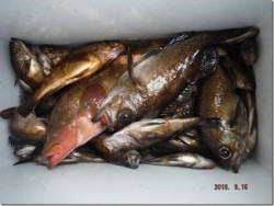 からこと丸 釣果