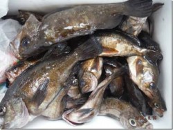 からこと丸 釣果