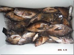 からこと丸 釣果