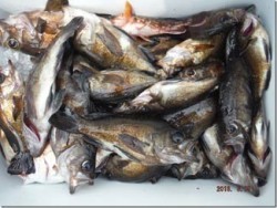 からこと丸 釣果