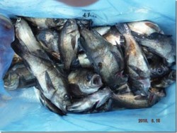 からこと丸 釣果