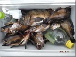 からこと丸 釣果