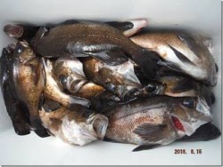 からこと丸 釣果