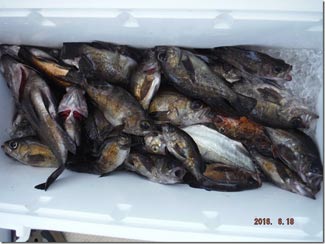 からこと丸 釣果