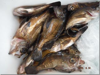 からこと丸 釣果