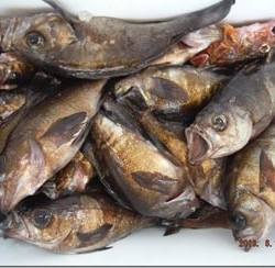 からこと丸 釣果