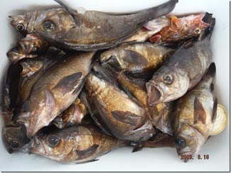 からこと丸 釣果