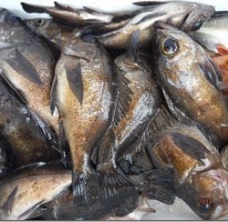 からこと丸 釣果