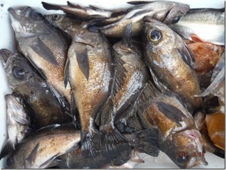 からこと丸 釣果