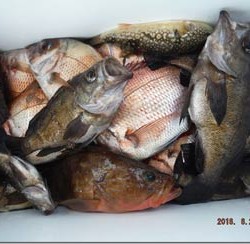 からこと丸 釣果