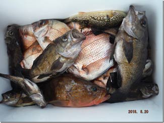 からこと丸 釣果