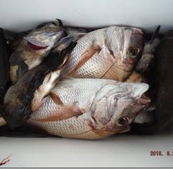 からこと丸 釣果