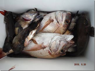 からこと丸 釣果