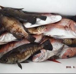 からこと丸 釣果